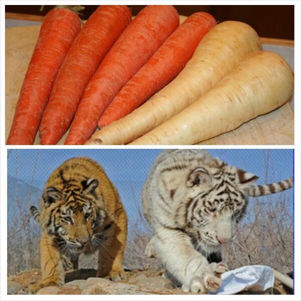 MichelleMaese's tweet image. @OutofAfricaPark the white one Cukandara and orange Gajara the names mean parsnip and carrot in Hindi #tigernames