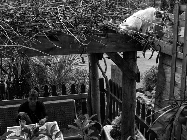 KassamPhoto's tweet photo. Spidercat @spiderhouse http://t.co/AznwiVUrVZ