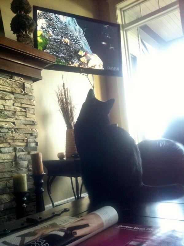 Raqueliciouss's tweet photo. My cat looooves to watch the nature channels #WeirdPicWednesday http://t.co/iH51egWKAa
