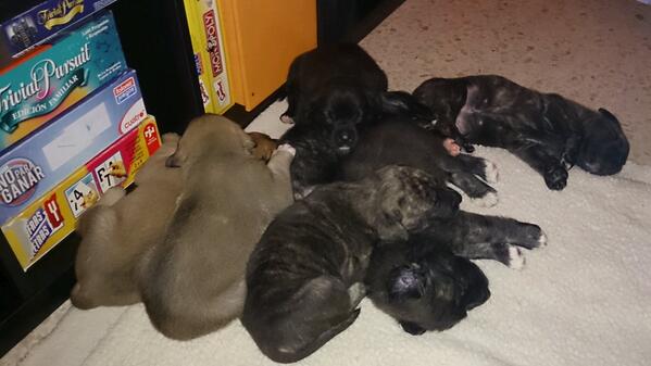 maria_ritmo's tweet photo. Mastines con 35 días en adopción,son super buenos,cariñosos... Ya comen pienso solos hace una semana.ADOPCIÓN http://t.co/0ZJfSxp1nj
