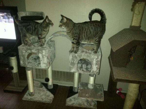 Kozy2194's tweet image. Kitties love their new #activitytree