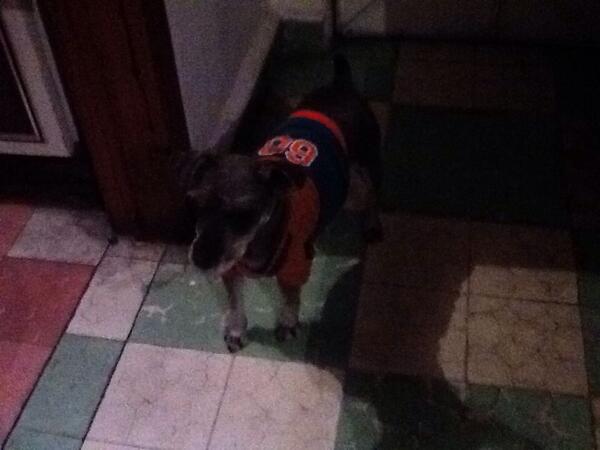 tillasaja's tweet photo. @AdoptaMx perrita encontrada en narvarte. Alguien la conoce? http://t.co/dil77lZ1Hp