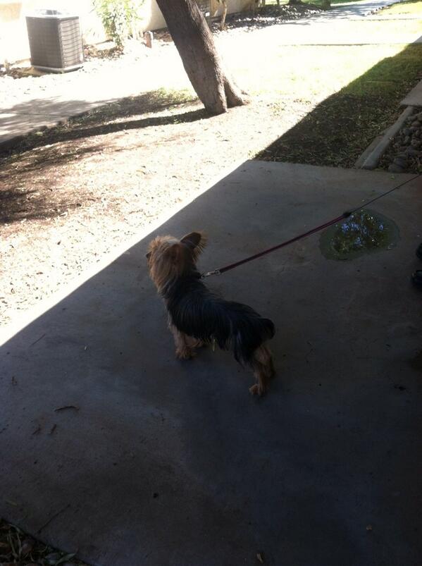DunhamLoralei's tweet photo. This is rody is friends dog Garry http://t.co/WCSOkTjhry