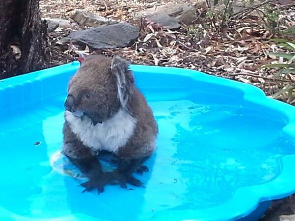 Abc News A Twitter Heatwave Koala Beats The Heat By Cooling Off In A Pool At Morphett Vale Sa Photo Sent In By Marilyn Saunders Http T Co J5ruek00jp