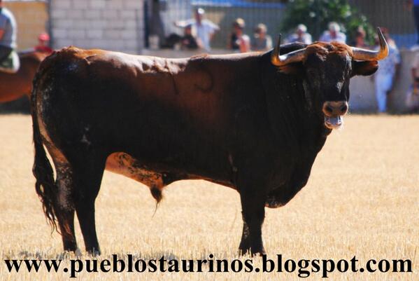 Bonito ejemplar soltado el 9-9-2013 en el campero de Horche de la ganadería <a href="/TorosyFiestas/">Toros y Fiestas</a>
