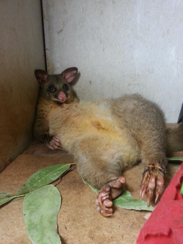 bbrockliss's tweet photo. It is even too hot for the possums.   #melbourneheatwave http://t.co/x7yEb0XmBF
