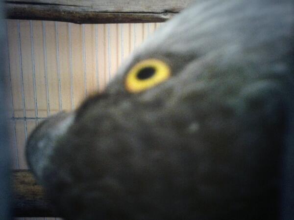 RMelcolm's tweet photo. Im whatching yo all with an eye to eye niggas wanna f***with me http://t.co/xJkyZwSXtI