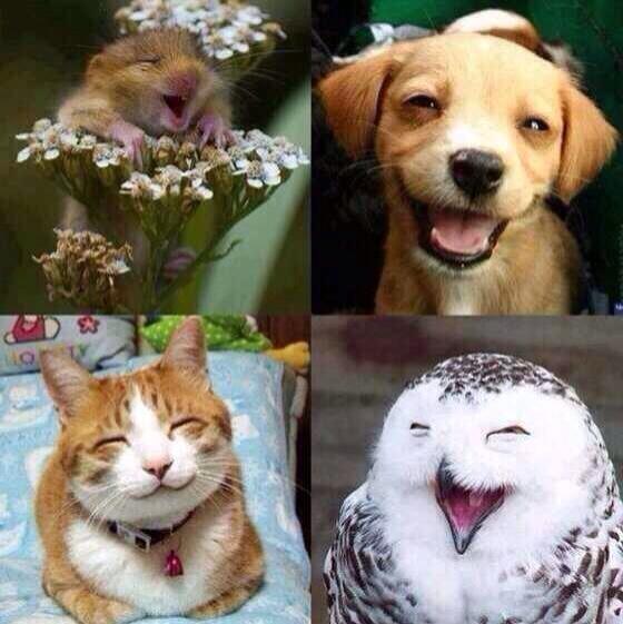 Animals Smiling (@AnimalSmiling) / Twitter Animals Smiling (@AnimalSmiling) / Twitter