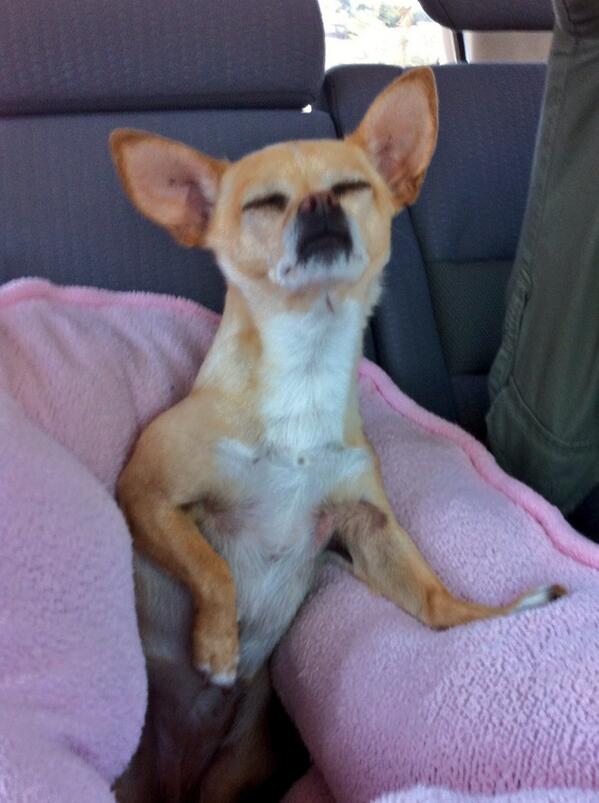 DaisyPupperoni tweet picture
