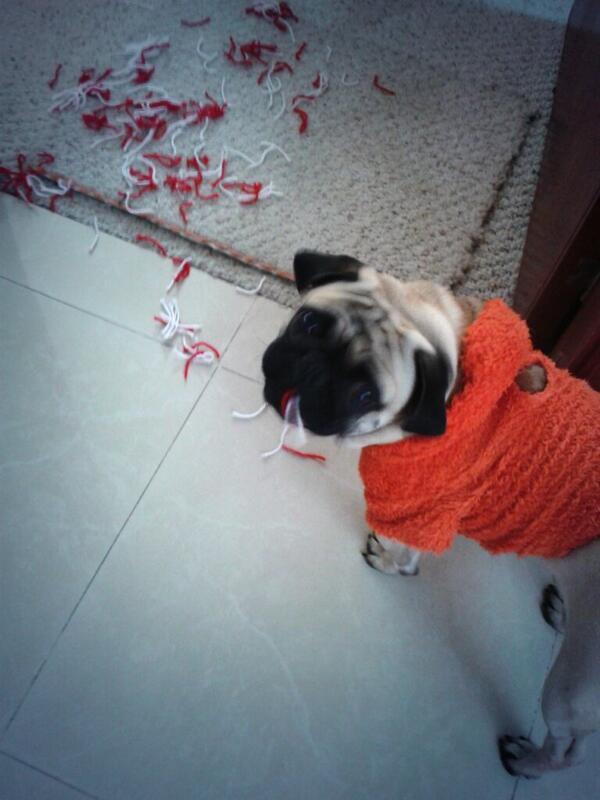 Robinpug tweet picture