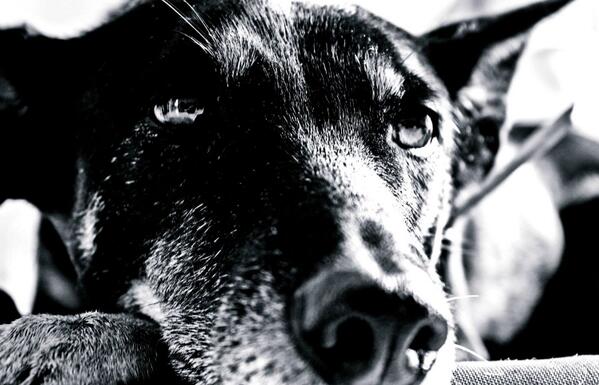 " amores perros" Fotografía y edición, <a href="/MaraGonzalezL/">Mara Gonzalez</a>