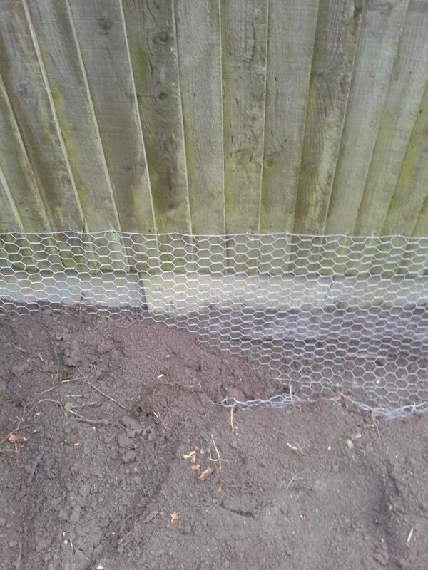 Fill the trenches in before the bunnies turn up tonight! #landscape #garden # Cambridgeshire