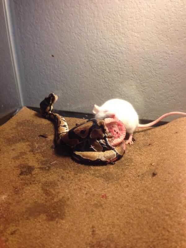 HorrorPicx's tweet photo. My friend woke up to his pet snake getting eaten by it's dinner.. ` *' http://t.co/4GUK8Zrrcv