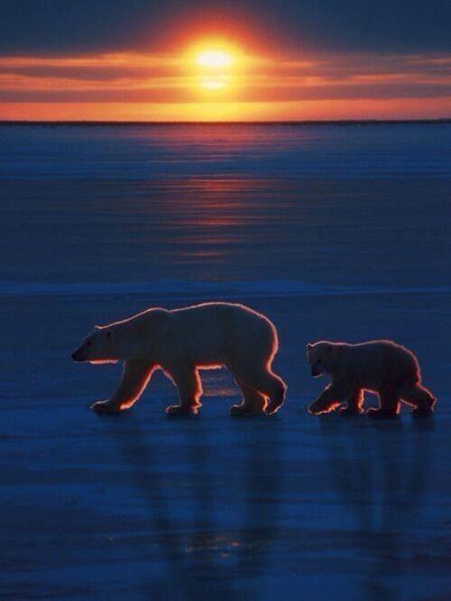 Arctic Sunset