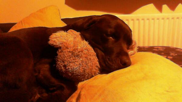 Jenni_Tomkinson's tweet photo. You can't beat a Larry lamb pillow in Lillie eyes! http://t.co/rr2fxuTx05