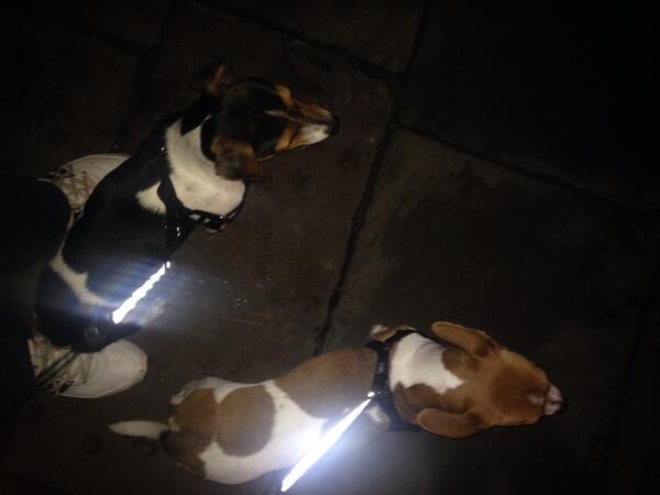 ruskins2478's tweet image. Just got in from walking the mutts, 
2 jack Russell's 1 Fat Russell, thing they've been drugged 
#calmdogs