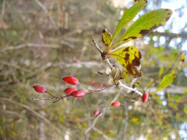 zelena zima škodi zelenemu turizmu - zeleni od zavisti...