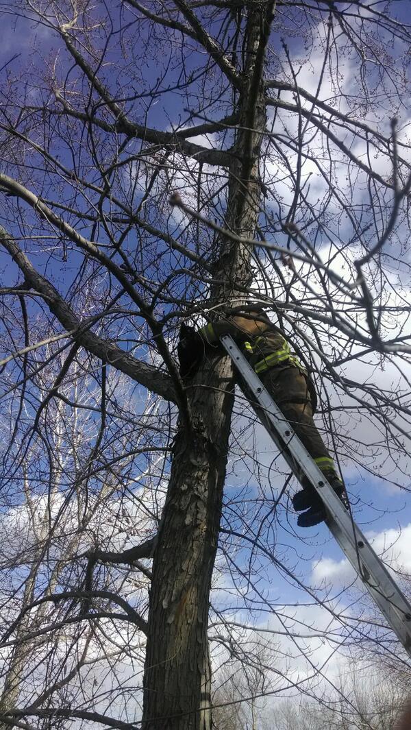ManhattanFD's tweet photo. We actually do save cats out of trees! Lex escaped the fire and hid in a tree until we came to the rescue #GaryFire http://t.co/oxekWh83ig