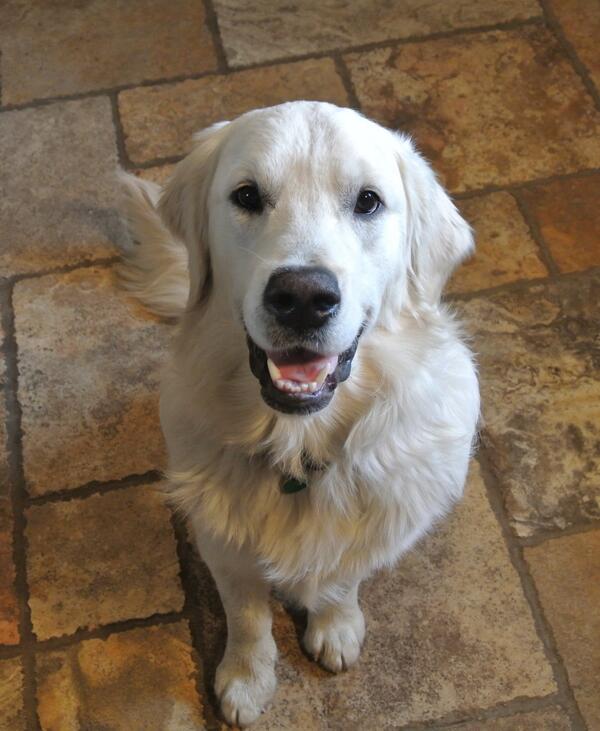 EmmaTate2's tweet photo. @Topshop #TopPets This guy would be a top dog for some top socks http://t.co/lP5rpBXySg