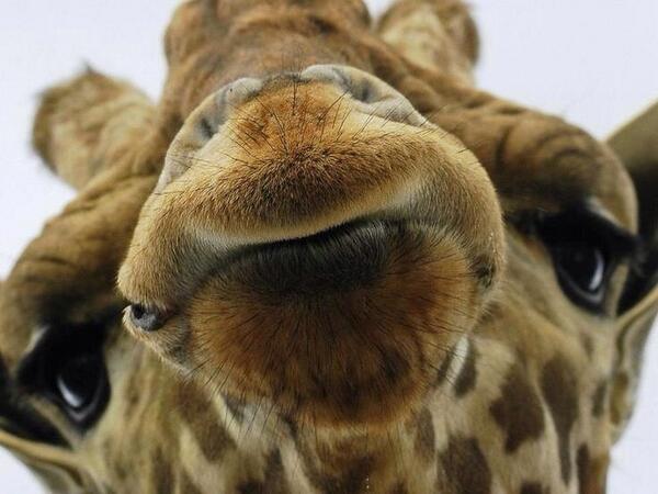 MaribelGuardia's tweet photo. Les mando un beso de Jirafa!!!💋 http://t.co/23nuZjmG9P