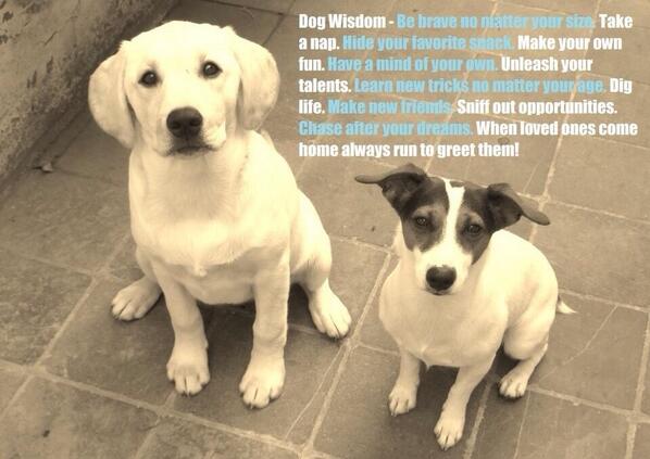 Alexbarkbadges's tweet image. Dog wisdom...oh, they are wise beings, aren't they?!! #wisedogs @iLoveDogsInc @fieldfarefoods #ilovedogs