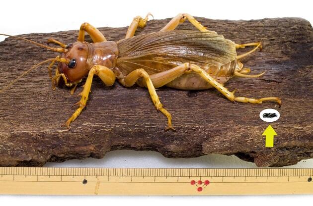 オバケコロギス オバケコオロギ 樹脂標本 【公式通販】