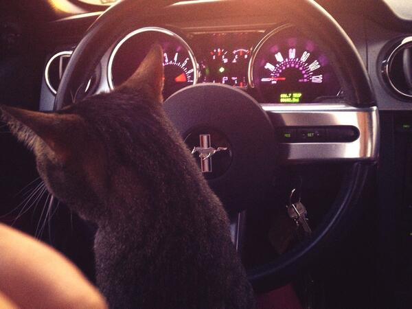 CatMan_Charlie's tweet photo. And you thought your cat was cool... http://t.co/5YvOvJkGWy