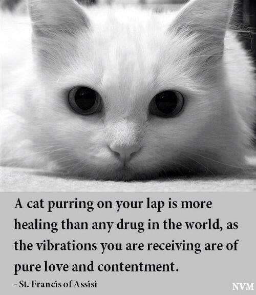 Sparky249's tweet photo. A picture for all sleepless cat enthusiasts (pix via @Mandi_Tinker ) Not a cat enthusiast? Go on, become one! :-) http://t.co/3JEapz3x99