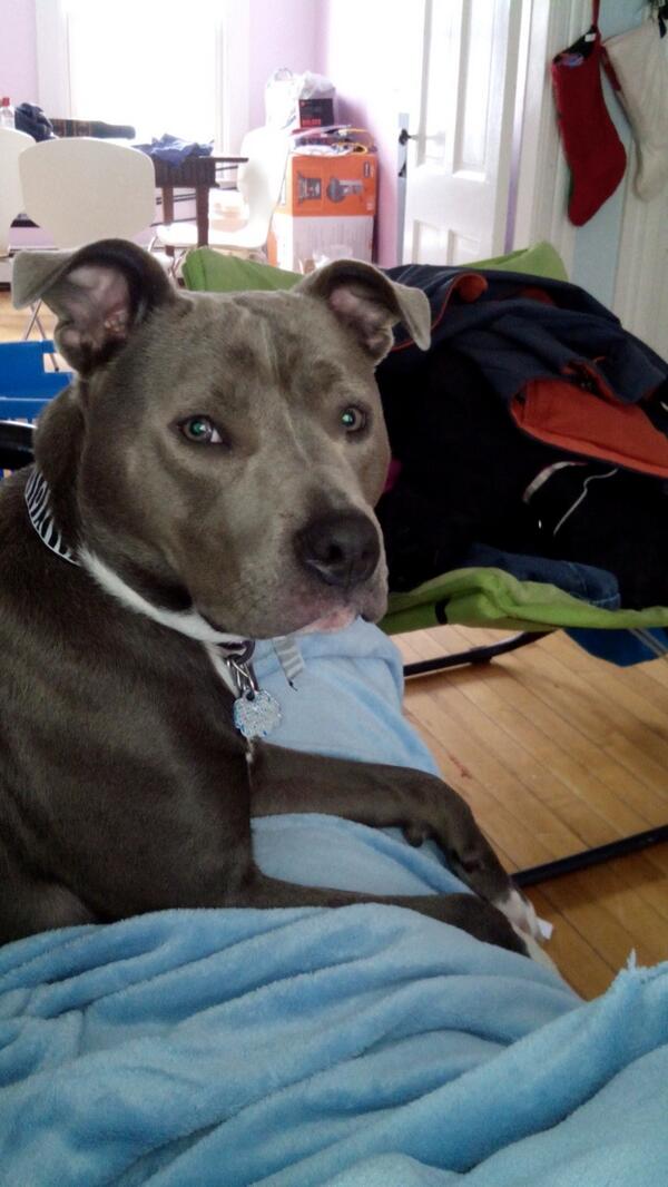 MirandaAustin26's tweet photo. Love my dog and all.. But she just stood in front of us and farted ... Looked back like was that me...then walked off http://t.co/KRU31e2FaA