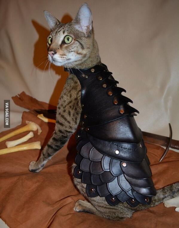 9GAG's tweet photo. No Cat Is Complete Without A Set Of Leather Battle Armor http://t.co/f7KsGJlTUW http://t.co/zTeEZLoIlN