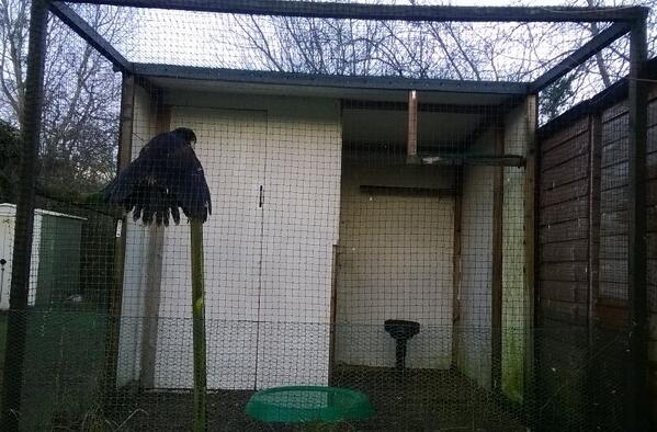 Who's up 4 the 1st bit of gd news of 2014? ... Reds leg is better! &amp; she loves her new aviary <a href="/CCVets1/">Companion Care Vets</a> <a href="/mothedonkey/">#mothedonkey</a>