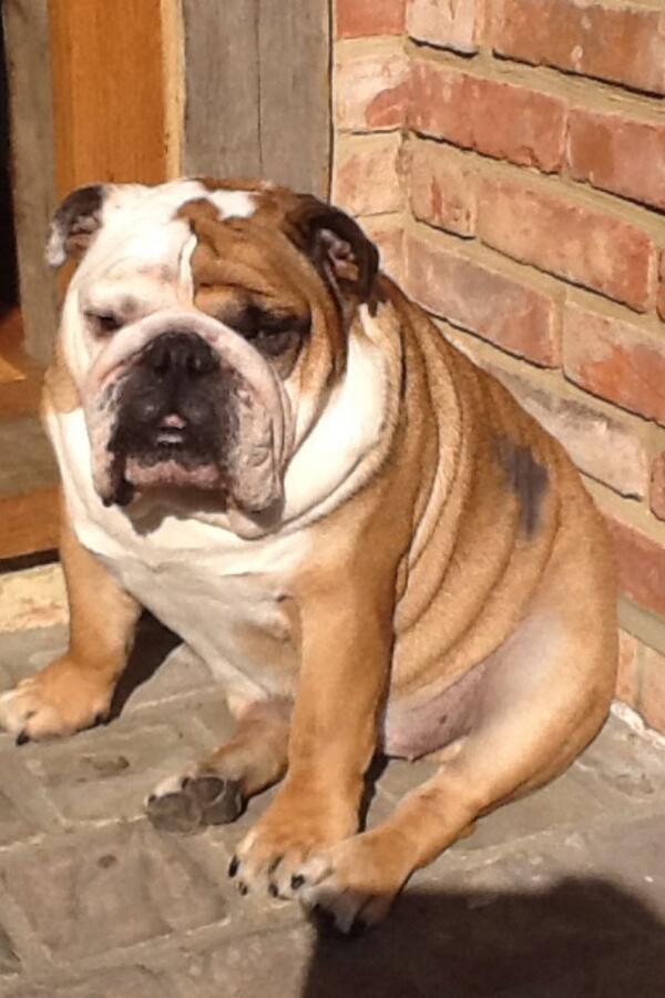 AliYoungBeauty's tweet photo. *HELP* find @JFTVQVC's dog 'Scruncher'. STOLEN last night Windsor! Bald flanks on sides. Email larry@beigelondon.com http://t.co/xLmAG2yE5u