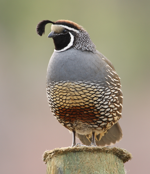 Trivia time! What do you call a group of quail?
