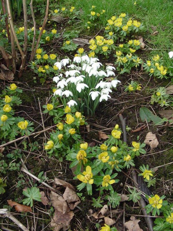 We have #Snowdrops and #Aconites appearing in our Spring Garden. Are there any early signs of spring near you?