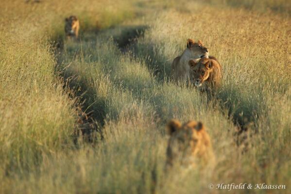 StratHatfield's tweet photo. Saw these #lion walking down the road in #borana conservancy in #Kenya #photography #conservation #wildlife #safari http://t.co/ywAU9ptbMg