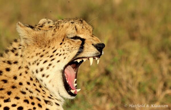 StratHatfield's tweet photo. This #cheetah has put on quite an amazing show for us in #borana conservancy in #Kenya
#photography #wildlife #safari http://t.co/PtP0CTqzLD