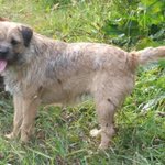 Photo by Border Terrier Posse (@BTposse)