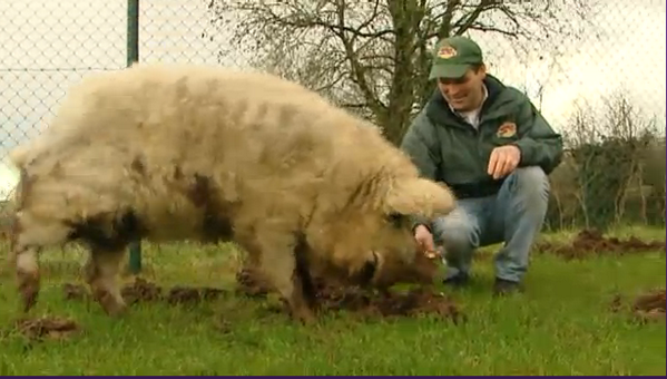 rumleysopenfarm's tweet photo. We are open tomorrow if you want to see our Mangalista pig and of course all the other animals. http://t.co/MRwdhl8FAW