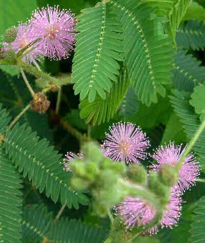 AdamoPrestini's tweet photo. Lo sapevate che la Mimosa pudica distingue tra i diversi stimoli e memorizza le dati per lunghi periodi di tempo? http://t.co/R9hZIBhDPJ