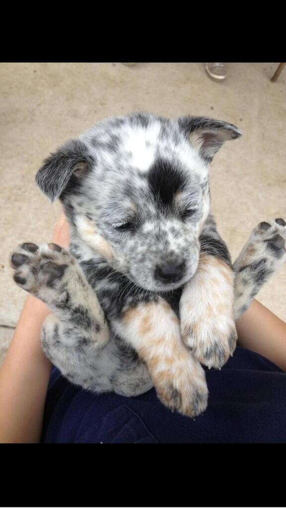 Probably the cutest puppy I've ever seen😍😍😍 http://t.co/gENXHX4njH