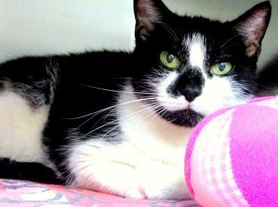 petfinder's tweet photo. Does your cat play well with others? Avoid a #CatFight when you bring home a new pet: http://t.co/R19fSJ2PhN http://t.co/HqN04DsOJW
