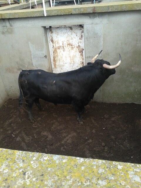 Embarque toros Navalrosal para la temporada 2014 en la Finca La Morera.