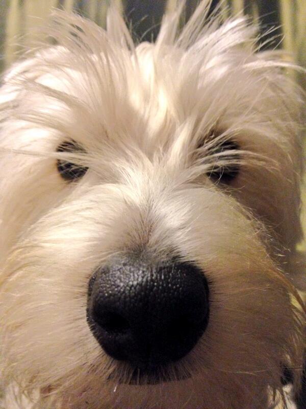 GavWonna's tweet image. I love this dog #Boogles #Puppy