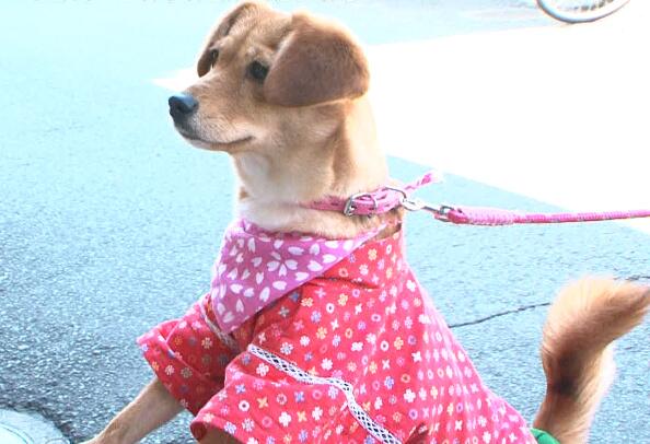 ট ইট র I Love みんなのどうぶつ園 明日よる7時の志村どうぶつ園は 志村園長と捨て犬ちびの旅 くまモンがご案内 園長とちびが熊本城のお殿様に 商店街で発見した犬専用の自動ドアとは Http T Co Mrjq0a00xv