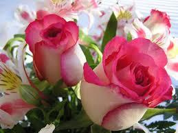 EMILYSOCORROFUE's tweet photo. Una rosa hermosa http://t.co/KWxZ5FISdS