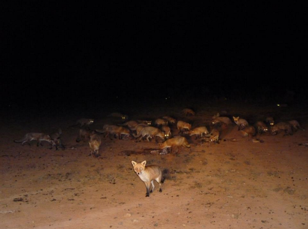 FoxesShortFilm's tweet photo. 8 days left to join our FOX PACK!!! http://t.co/1gxAUr4xom http://t.co/AoLs6sHC2j