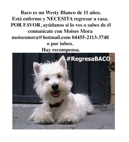 AlexMaldonadoo's tweet photo. #RegresaBACO ¡Ayuda a su dueño a enontrarlo! http://t.co/YwPAjmkhnT