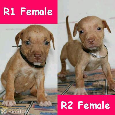 RewoKrebo's tweet photo. @theresaria umr 7 mnggu nok Tnggl 25 umr 2 bln. Anjg di jamin sehat. Ud vaksin ma obt ccg n murah meriah :D gmn??? http://t.co/KDtMfKa38T