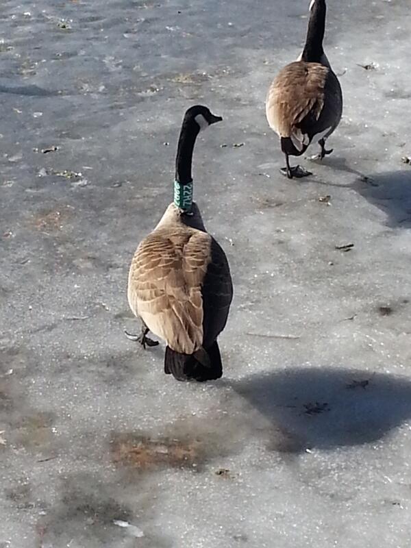 jsjhunter1's tweet photo. @MidwestWaterfwl @MidwestWatrfowl Damn city parks http://t.co/4Mi4bQVItE