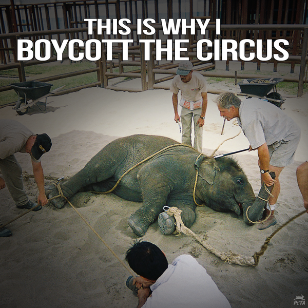 PETA tweet media
